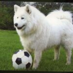 Samojedhund