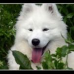 Samojedhund