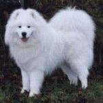 Samojedhund