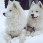 Samojedhund