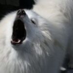 Samojedhund