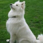 Samojedhund