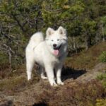 Samojedhund