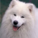 Samojedhund