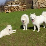 Samojedhund