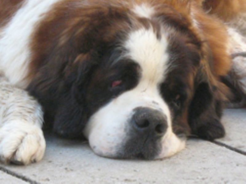 Sankt Bernhardshund