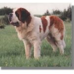 Sankt Bernhardshund