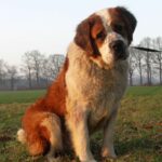 Sankt Bernhardshund