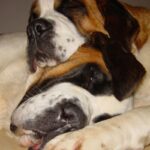 Sankt Bernhardshund