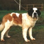 Sankt Bernhardshund