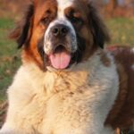 Sankt Bernhardshund
