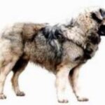 Sarplaninac