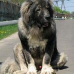 Sarplaninac