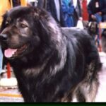 Sarplaninac