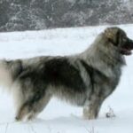 Sarplaninac