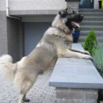 Sarplaninac