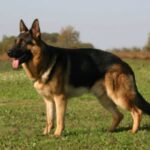 Schäferhund