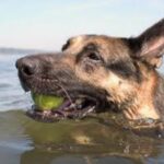 Schäferhund