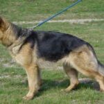 Schäferhund