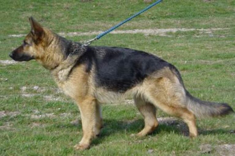 Schäferhund