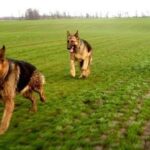 Schäferhund