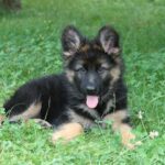 Schäferhund