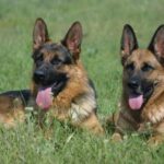 Schäferhund