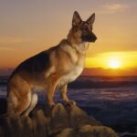 Schäferhund