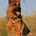 Schäferhund