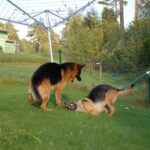 Schäferhund