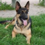 Schäferhund