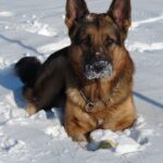Schäferhund