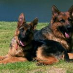 Schäferhund