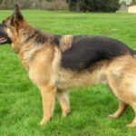 Schäferhund