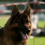 Giro fra Kennel Røstadgården