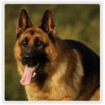 Schäferhund