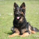 Schäferhund