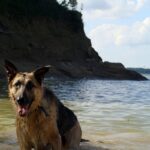 Schäferhund