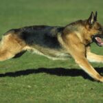 Schäferhund