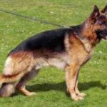 Schäferhund
