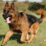 Schäferhund