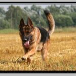 Schäferhund