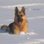 Schäferhund