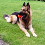 Schäferhund