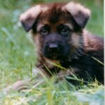 Schäferhund