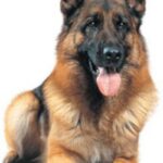 Schäferhund