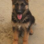 Schäferhund