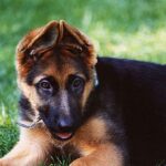 Schäferhund