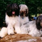 Schapendoes