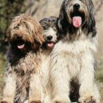 Schapendoes